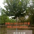 菏澤法桐樹種植基地 求購法桐樹價格