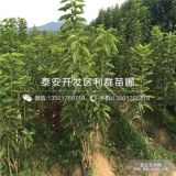 贵州樱桃苗；贵州樱桃树苗；贵州车厘子大樱桃树苗价格多少