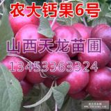 鈣果苗價(jià)格-鈣果苗品種 鈣果苗批發(fā) 山西鈣果苗