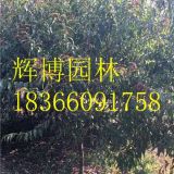 6公分紅葉碧桃價(jià)格 5公分碧桃價(jià)格