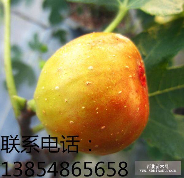 波姬红无花果苗