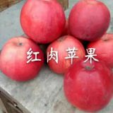 河南果樹苗