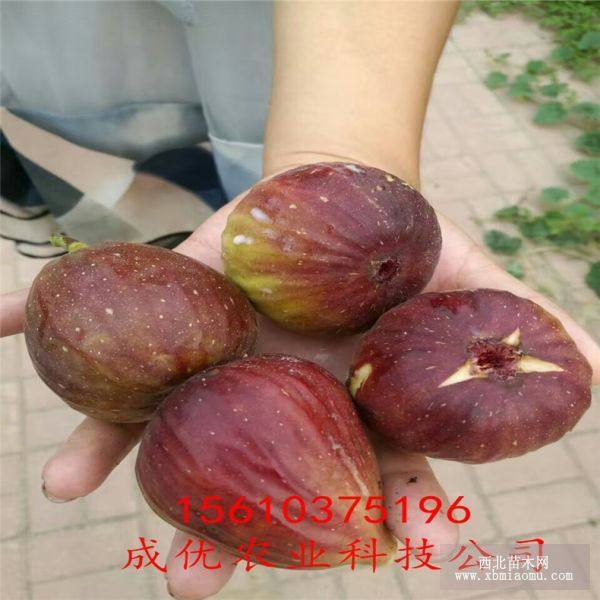 2公分無(wú)花果樹(shù)苗