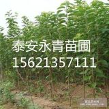 两公分樱桃苗 2公分樱桃苗价格