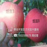 紅富士蘋(píng)果苗 1公分紅富士蘋(píng)果苗價(jià)格 紅富士蘋(píng)果苗批發(fā)