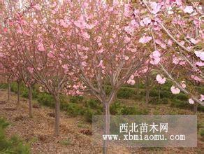 樱花树基地