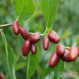 专业繁育种植无核红枣树苗基地 大量供应枣树苗