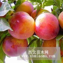 遼寧大紅袍李子價(jià)格