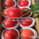 軟籽石榴苗什么價(jià)格 軟籽石榴苗新品種