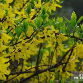 河南信阳卜塔集镇连翘小苗陕西裕盛花木城批发供应