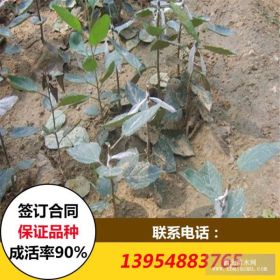 烟台苹果苗 二年生矮化苹果树苗