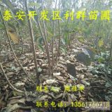 出售矮化櫻桃樹苗、矮化櫻桃樹苗基地、矮化櫻桃樹苗價(jià)格多少