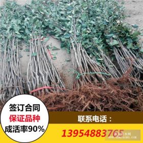 一公分苹果苗批发 陕西苹果苗