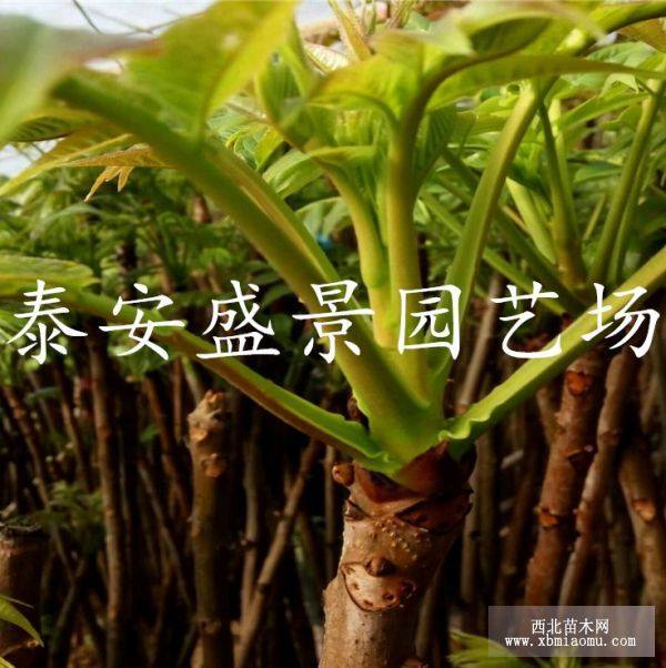 香椿苗批發(fā)