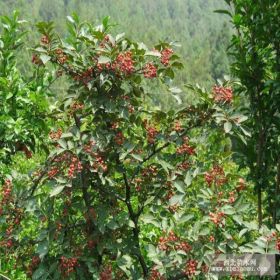 竹叶花椒花椒苗基地 竹叶花椒花椒苗价格