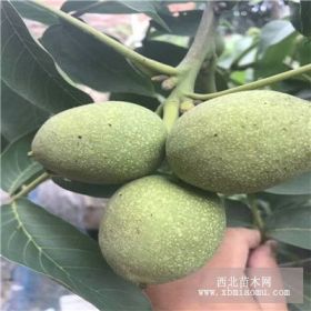 8518核桃苗產(chǎn)量 2公分核桃苗好品種