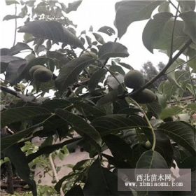 香玲核桃苗基地 早實核桃苗嫁接