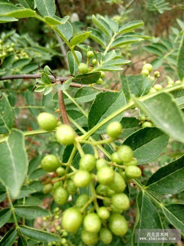 花椒樹(shù)苗