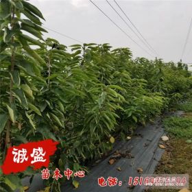 黑珍珠樱桃苗 樱桃苗价格 山东樱桃苗批发