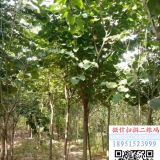 3公分紫荊花價(jià)格 4公分紫荊樹多少錢一顆5公分紫荊哪里有賣的