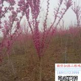 6公分紫荊花價格 8公分紫荊樹多少錢一顆7公分紫荊哪里有賣的