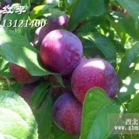 脆紅李子苗，脆紅李子樹苗價(jià)格