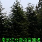 雪松樹苗價格，雪松小苗價格