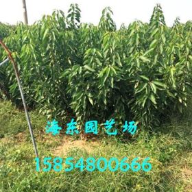 泰安优质樱桃苗种植基地