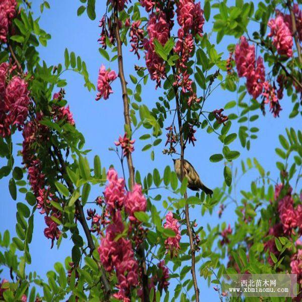 香花槐