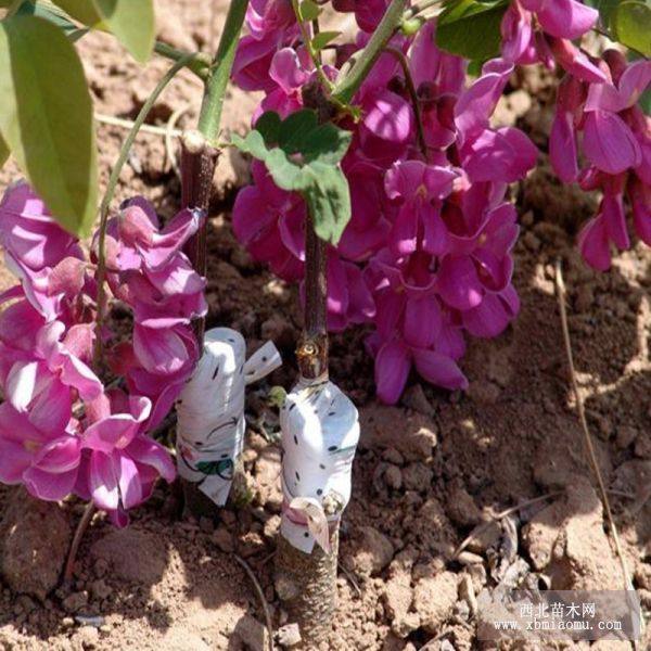 香花槐