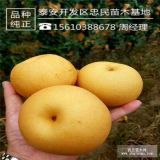 新品種秋月梨樹(shù)苗 秋月梨樹(shù)苗批發(fā)價(jià)格