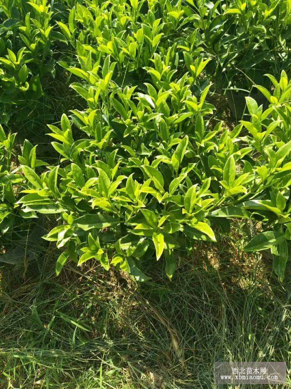 非洲茉莉