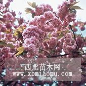 樱花树苗价格 樱花价格是多少