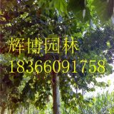 如今14公分法桐價(jià)格15公分法桐價(jià)格