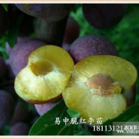 脆紅李苗，脆紅李子苗，脆紅李子樹苗價(jià)格