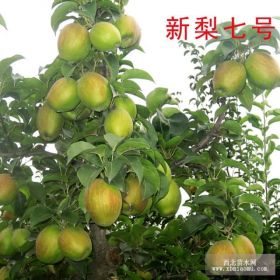 秋月梨樹苗價(jià)格 秋月梨樹苗基地