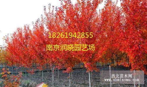 紅橡樹價格