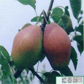 稀世紅梨樹(shù)苗價(jià)格 稀世紅梨樹(shù)苗基地