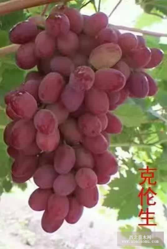 葡萄苗價(jià)格