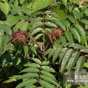 香椿小苗，香椿苗那里价格低，山东香椿苗