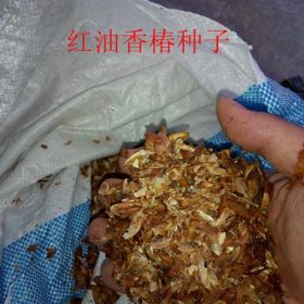 香椿苗哪里好，香椿苗什么品种好种植