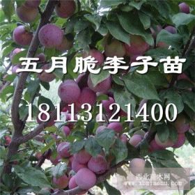 云南李子苗，李子樹苗批發(fā)價格