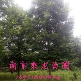 16公分馬褂木價(jià)格