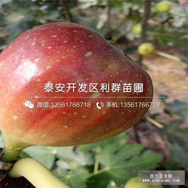 波姬紅無(wú)花果樹(shù)苗