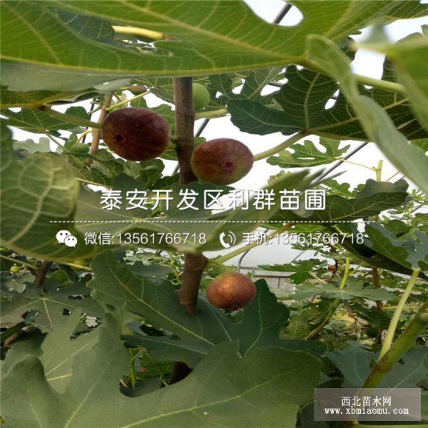 波姬红无花果树苗