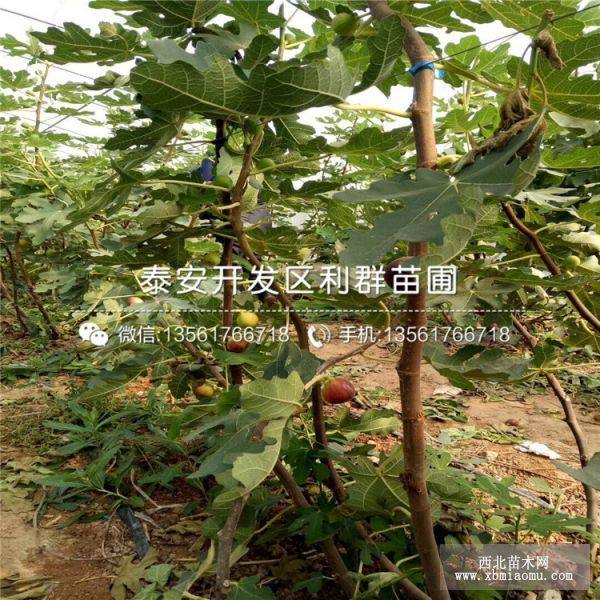 波姬紅無(wú)花果樹(shù)苗