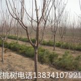 占地苹果树5公分苹果树+8公分苹果树+10公分苹果树+苹果树