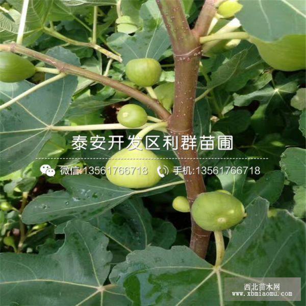 金傲芬无花果苗