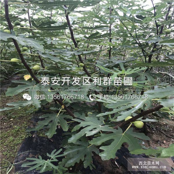 無花果樹苗