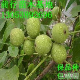 大量供應8518核桃樹苗 高產(chǎn)核桃苗